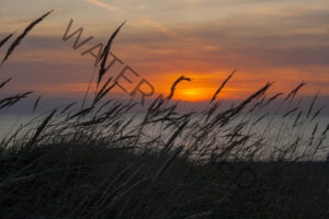 Halmen tegen avondrood