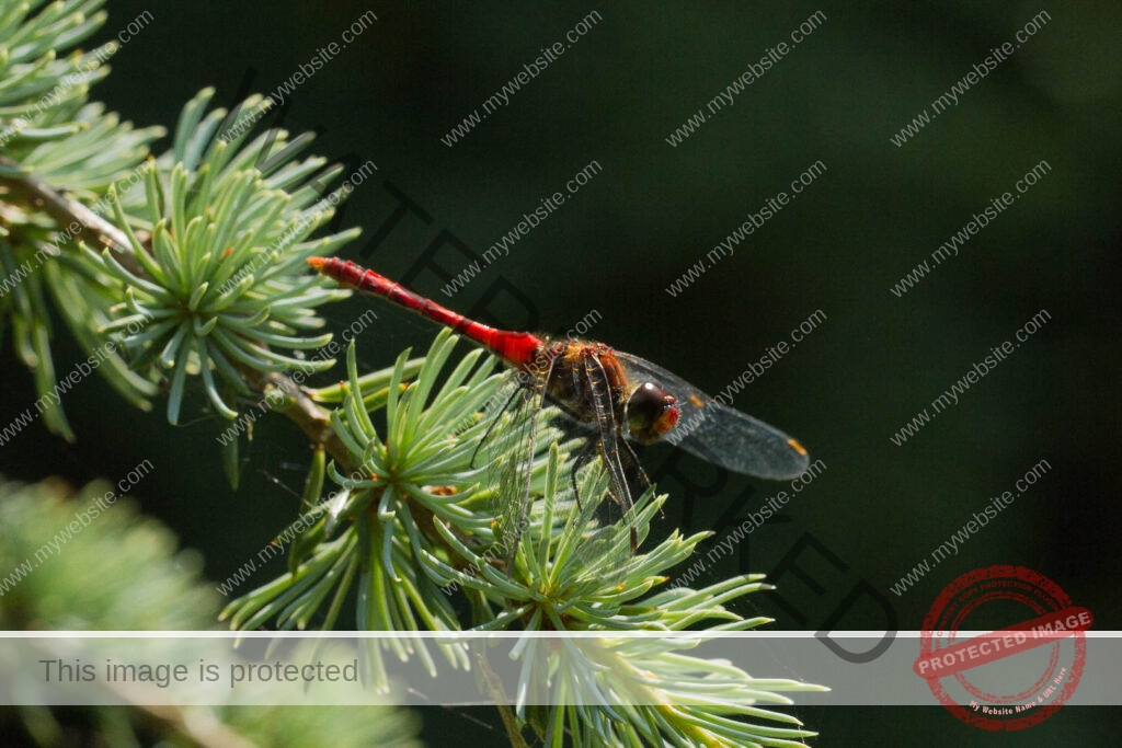 Dragonfly sunbathing