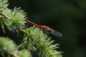 Dragonfly sunbathing