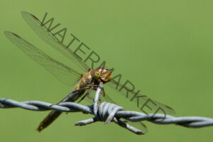 Dragonfly on barbwire