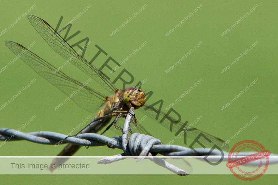 Dragonfly on barbwire