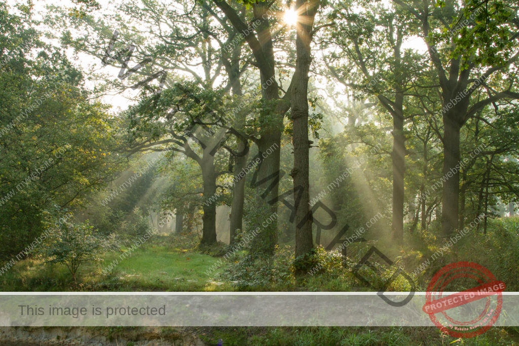 Zie de zon straalt door de bomen