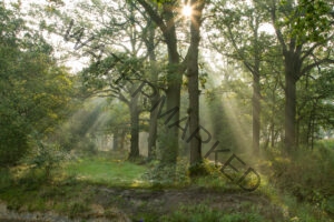 Zie de zon straalt door de bomen