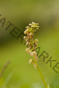 Eenzame Orchidee