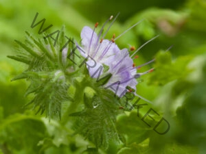 Delicaat