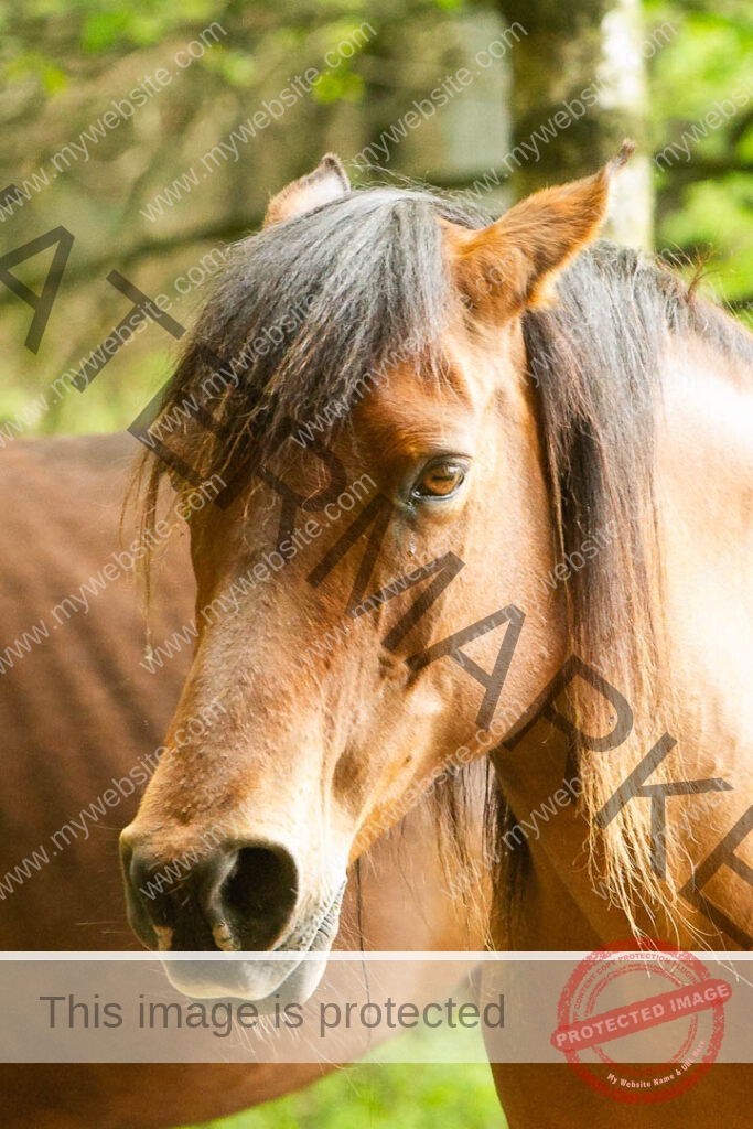 Wilde Konik op de Veluwe