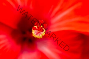 Red & Close!