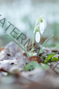 Sneeuwklokje