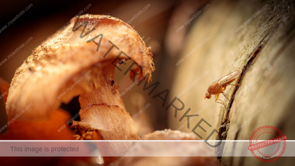 Kleine insecten in het bos