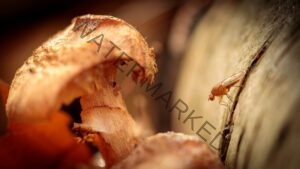 Kleine insecten in het bos