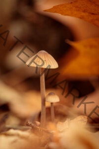 Mycena sp.